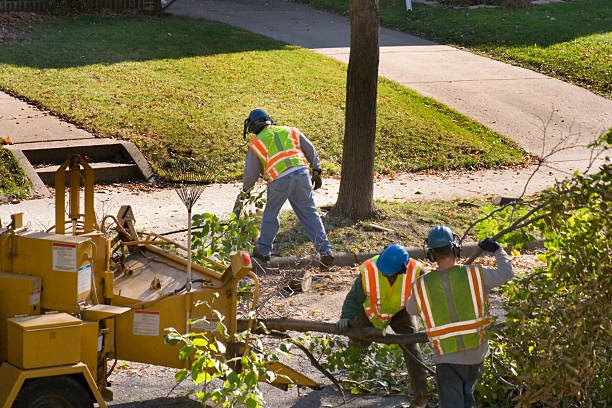 Best Emergency Tree Removal  in Latta, OK